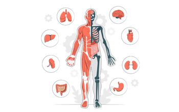 Whole Body